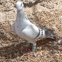 کبوتر|پرنده|بم, |دیوار