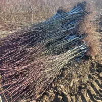 نهالستان میرزایی