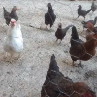 مرغ وباروک محلی|حیوانات مزرعه|مریوان, |دیوار