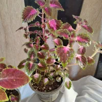 گل طبیعی آپارتمانی|گل و گیاه طبیعی|ایرانشهر, |دیوار