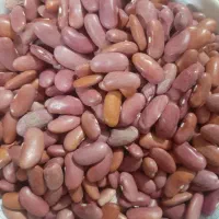 لوبیا کپسولی