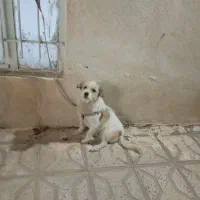 سگ پاپی|سگ|تربت‌حیدریه, ترمینال|دیوار