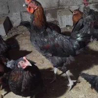 ۶عدد خروس نژاد استرالوپ فرانسه