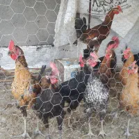 فروش مرغ بومی