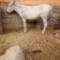 الاغ ماد کر نر