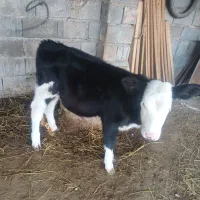 فروش گوساله