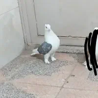 پشدارکلایی رنگ خاص عتیقه عروسک