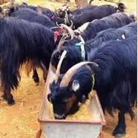 فروش گوسفند