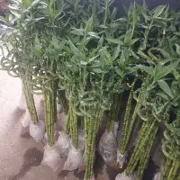 گیاه اپارتمانی، ویزیت در منزل