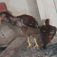 مرغ و خروس لاری|حیوانات مزرعه|بومهن, |دیوار