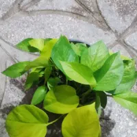 بامبو .گل .گلدان بامبو|گل و گیاه طبیعی|ورامین, ورامین|دیوار