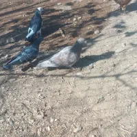 کفتر|پرنده|گلپایگان, |دیوار