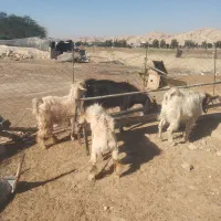 فروش 2عدد کهره نر و 2عدد بز|حیوانات مزرعه|رامهرمز, |دیوار