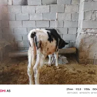 فروش گاو با گوساله نر چهارماهه|حیوانات مزرعه|چرام, |دیوار