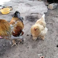 مرغو خروس برهما اصیل|حیوانات مزرعه|رباط‌کریم, رباط‌کریم|دیوار