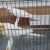 عروس هلندی