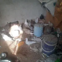 کبوتر توقی