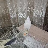 عروس هلندی جفت مولد سخن گو|پرنده|مشهد, حجت|دیوار