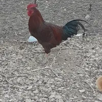 فروش خروس جوان