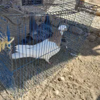 کبوتر طوقی|پرنده|ملکان, |دیوار