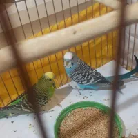 مرغ عشق|پرنده|اردبیل, |دیوار