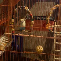 مرغ عشق نر|پرنده|سنندج, |دیوار