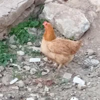 مرغ‌لری‌تخم‌گذار