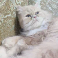 گربه پرشین. بسیار زیبا|گربه|ورامین, ورامین|دیوار