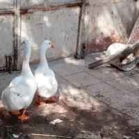 غوغاز وبوغلمو|حیوانات مزرعه|خرمشهر, |دیوار