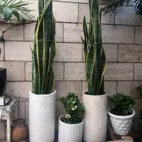 یوکا بزرگ تنه دار سانسوریا|گل و گیاه طبیعی|تهران, ائمه اطهار|دیوار