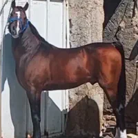 اسب نریون کرد