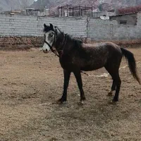 اسب