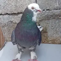 کبوتر گمشده