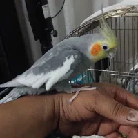 دوعدد  عروس هلندی نر