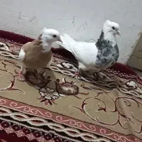 کفتر طوقی.|پرنده|نسیم‌شهر, |دیوار