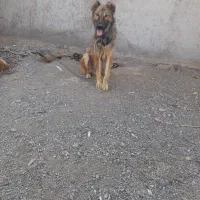 سگ نگهبان|سگ|تهران, افسریه شمالی|دیوار