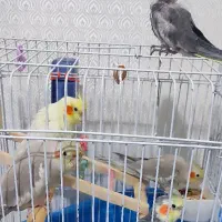 عروس هلندی جفت و جوجه دستی