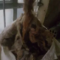 پشم گوسفند ۱۵الی ۲۰کیلو|رختخواب، بالش، پتو|ارومیه, |دیوار