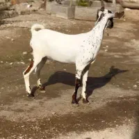 خال خالی|حیوانات مزرعه|شهرضا, |دیوار