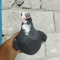 کبوتر سره ای|پرنده|کرمان, |دیوار
