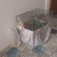 ۸عدد پرنده مرغ عشق|پرنده|الوند, |دیوار