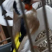 سهره جفتی کت باز کن و قرص بخون|پرنده|تهران, خاوران|دیوار