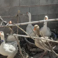 غاز|حیوانات مزرعه|ایذه, |دیوار