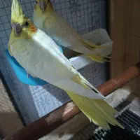 عروس پاریس لوتینیو(زعفرانی) کینگ سایز