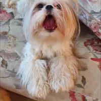 فروش سگ شیتزو|سگ|اراک, |دیوار