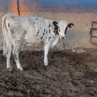 گاو و گوساله|حیوانات مزرعه|مرودشت, ثبت احوال|دیوار