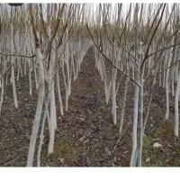 فروش انواع کبوده گردو بادام در نهالستان