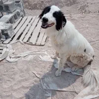 سگ ترکی|سگ|برازجان, |دیوار