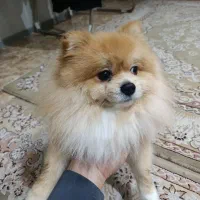 سگ پامر خرسی|سگ|ری, دولت‌آباد|دیوار