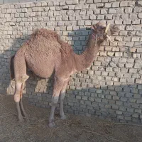 شتر|حیوانات مزرعه|بافق, |دیوار
